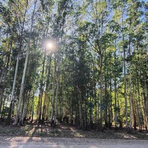 Restoring an ecosystem in Paso de los Libres, Corrientes, Argentina