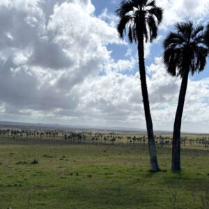 Protecting a coastal ecosystem in Uruguay